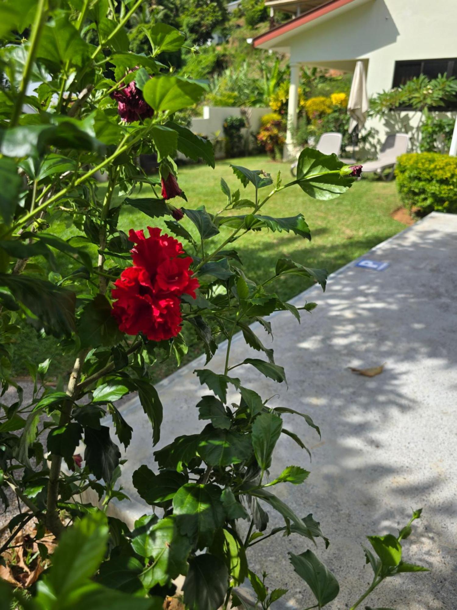Emma'S Guest House And Self-Catering Au Cap Екстер'єр фото