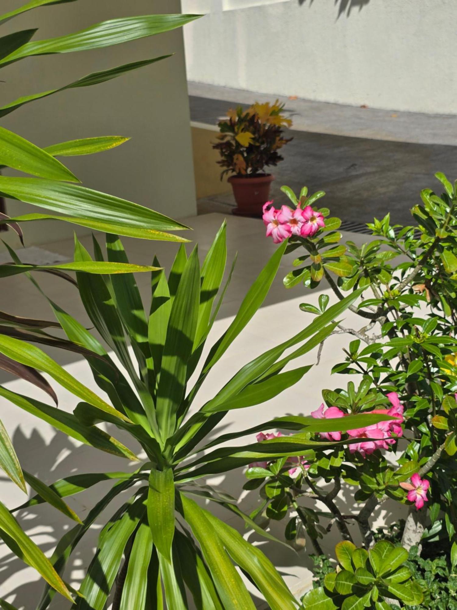Emma'S Guest House And Self-Catering Au Cap Екстер'єр фото